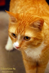 [picture of Sunny, a Domestic Short Hair orange tabby/white cat]