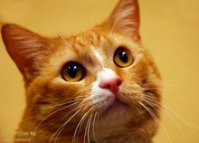 A picture of #NS04222: Sunny a Domestic Short Hair orange tabby/white