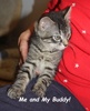 A picture of #NS04226: Sidney a Domestic Short Hair tabby