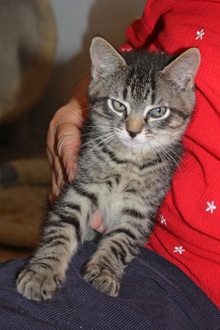 [another picture of Sidney, a Domestic Short Hair tabby\ cat] 