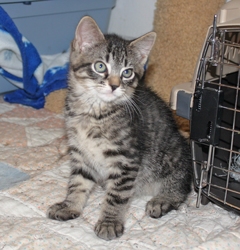 [picture of Sidney, a Domestic Short Hair tabby cat]