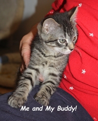 [picture of Sidney, a Domestic Short Hair tabby cat]