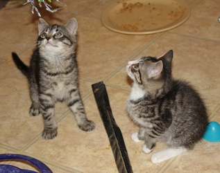 [picture of Sidney, a Domestic Short Hair tabby cat]