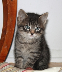 [picture of Sidney, a Domestic Short Hair tabby cat]