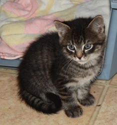[picture of Sidney, a Domestic Short Hair tabby cat]
