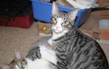 [another picture of Seth, a Domestic Short Hair tabby/white\ cat] 