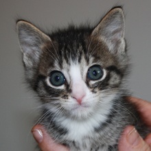 [picture of Seth, a Domestic Short Hair tabby/white cat]