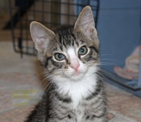 [picture of Seth, a Domestic Short Hair tabby/white cat]