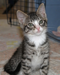 [picture of Seth, a Domestic Short Hair tabby/white cat]