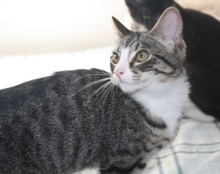 [picture of Seth, a Domestic Short Hair tabby/white\ cat] 