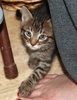 A picture of #NS04228: Stevie a Domestic Short Hair tabby