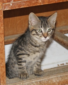 [another picture of Stevie, a Domestic Short Hair tabby\ cat] 