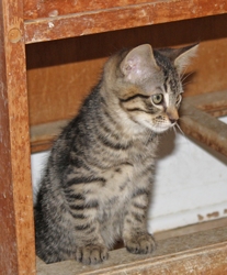 [picture of Stevie, a Domestic Short Hair tabby cat]