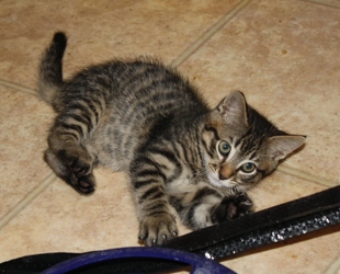[picture of Stevie, a Domestic Short Hair tabby cat]