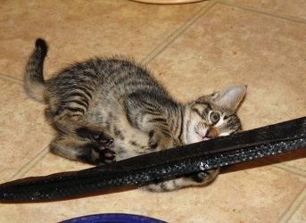 [picture of Stevie, a Domestic Short Hair tabby cat]
