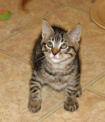 [picture of Stevie, a Domestic Short Hair tabby cat]
