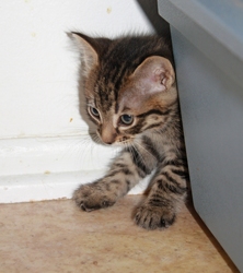 [picture of Stevie, a Domestic Short Hair tabby cat]