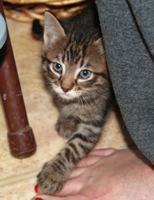 [picture of Stevie, a Domestic Short Hair tabby\ cat] 