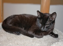 [another picture of Hank, a Domestic Short Hair black\ cat] 