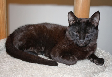 [picture of Hank, a Domestic Short Hair black cat]