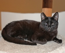 [picture of Hank, a Domestic Short Hair black\ cat] 