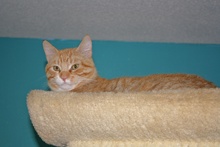 [another picture of Rusty, a Domestic Short Hair orange tabby/white\ cat] 