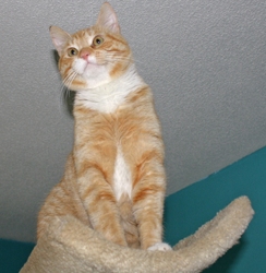 [picture of Rusty, a Domestic Short Hair orange tabby/white cat]