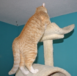 [picture of Rusty, a Domestic Short Hair orange tabby/white cat]