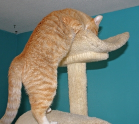 [picture of Rusty, a Domestic Short Hair orange tabby/white cat]