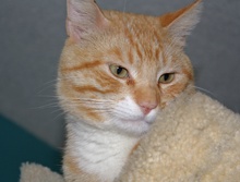A picture of #NS04233: Rusty a Domestic Short Hair orange tabby/white