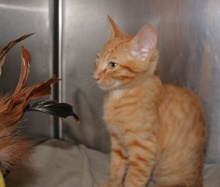 [another picture of Charlie, a Domestic Short Hair orange tabby\ cat] 
