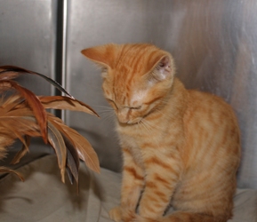 [picture of Charlie, a Domestic Short Hair orange tabby cat]