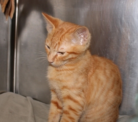 [picture of Charlie, a Domestic Short Hair orange tabby cat]