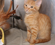 [picture of Charlie, a Domestic Short Hair orange tabby\ cat] 
