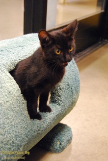 [another picture of Jake, a Domestic Short Hair black\ cat] 