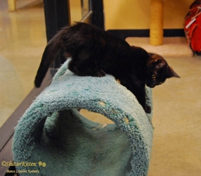 [picture of Jake, a Domestic Short Hair black cat]