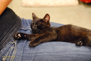 [picture of Jake, a Domestic Short Hair black cat]