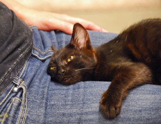 [picture of Jake, a Domestic Short Hair black cat]