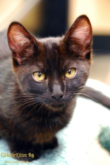 [picture of Jake, a Domestic Short Hair black\ cat] 