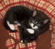 A picture of #NS04241: Snoopy a Domestic Short Hair black/white tuxedo