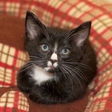 [another picture of Snoopy, a Domestic Short Hair black/white tuxedo\ cat] 