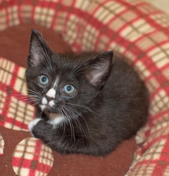 [picture of Snoopy, a Domestic Short Hair black/white tuxedo cat]