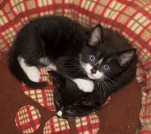 [picture of Snoopy, a Domestic Short Hair black/white tuxedo\ cat] 