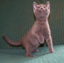 [another picture of Smokey, a Domestic Short Hair gray\ cat] 