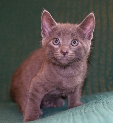 [picture of Smokey, a Domestic Short Hair gray cat]