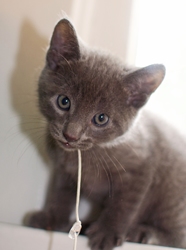 [picture of Smokey, a Domestic Short Hair gray cat]