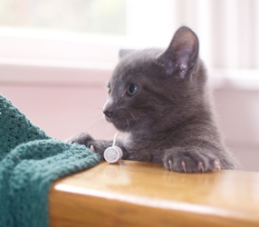 [picture of Smokey, a Domestic Short Hair gray cat]