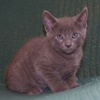 [picture of Smokey, a Domestic Short Hair gray cat]