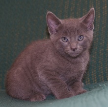 [picture of Smokey, a Domestic Short Hair gray\ cat] 