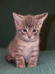 [picture of Ripple, a Domestic Short Hair gray tabby cat]